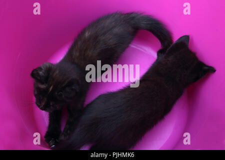 Dieci settimane vecchio cuccioli giocando in rosa un cesto della biancheria Foto Stock