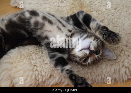 Dieci settimane vecchio Tabby Kitten recante sulla sua schiena Foto Stock