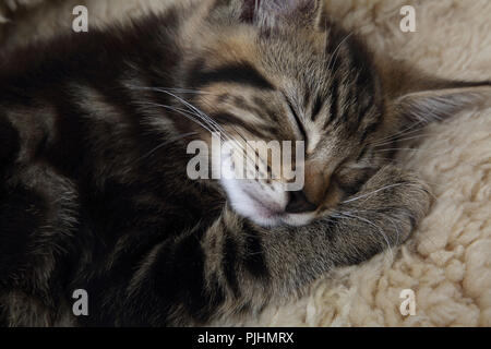 Tabby Gattino che dorme sul vello Foto Stock