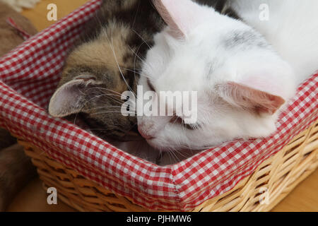 Angora turco madre gatto giocare con dieci settimane vecchio Tabby Kitten Foto Stock