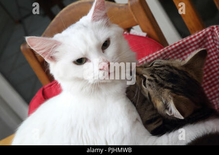 Angora turco madre gatto giocare con dieci settimane vecchio Tabby Kitten Foto Stock