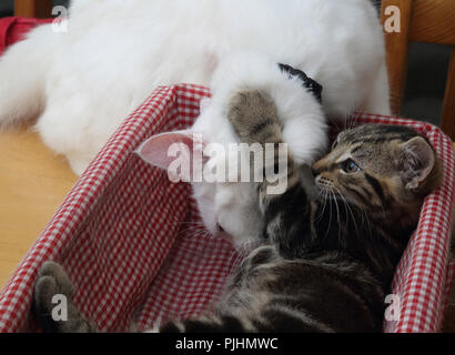 Angora turco madre gatto giocare con dieci settimane vecchio Tabby Kitten Foto Stock