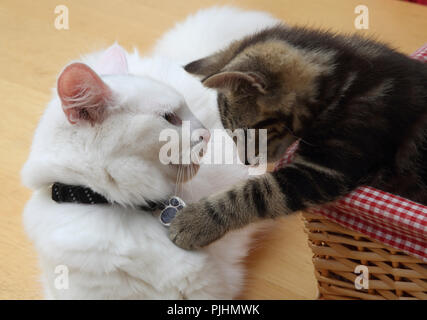 Angora turco madre gatto giocare con dieci settimane vecchio Tabby Kitten Foto Stock