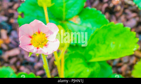 Piccola piccola rosa rosa fiore di una pianta di fragola bush macro close up Foto Stock