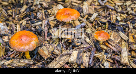 Piccolo marrone arancione funghi con cappucci rotondi macro close up Foto Stock