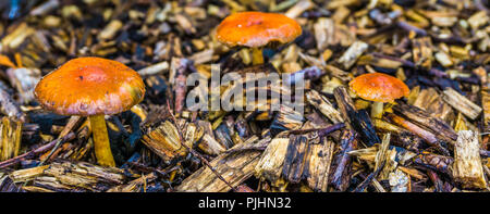 Gruppo di piccolo piccolo marrone arancione funghi con cappucci rotondi macro close up Foto Stock