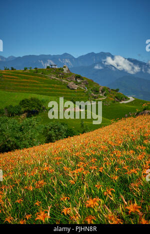 Campi terrazzati nella regione di montagna con orange giglio di giorno campo in primo piano Foto Stock