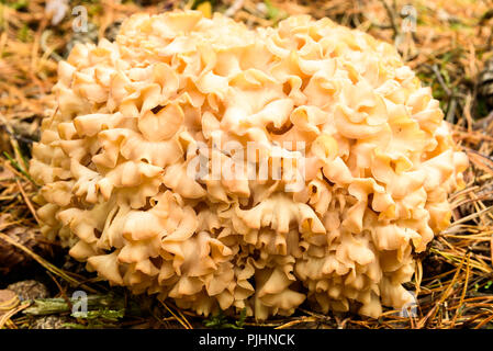 Fungo cavolfiore (Sparassis crispa) sul suolo della foresta in autunno. Foto Stock