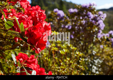 Rosso brillante Rhodendron blumi pick up la mattina di sole in Arduaine giardini. Argyll Foto Stock