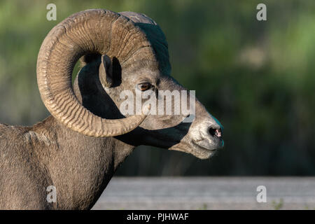 Bighorn sfiora al tramonto in Canada Foto Stock