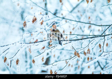 Comune (fringuello Fringilla coelebs) seduto sul ramo in inverno nel Parco Naturale dei Laghi di Plitvice, Croazia Foto Stock