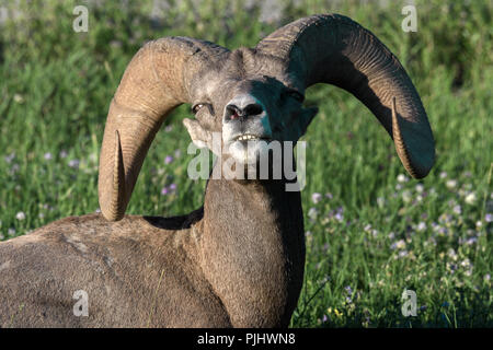 Bighorn sfiora al tramonto in Canada Foto Stock