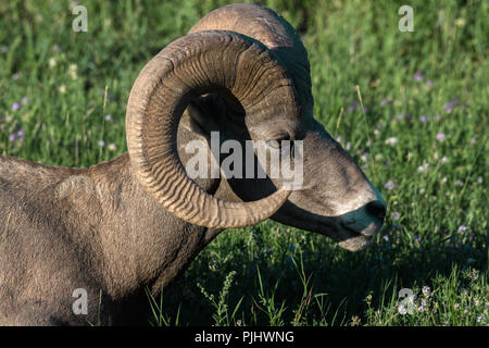 Bighorn sfiora al tramonto in Canada Foto Stock