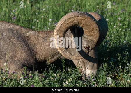 Bighorn sfiora al tramonto in Canada Foto Stock