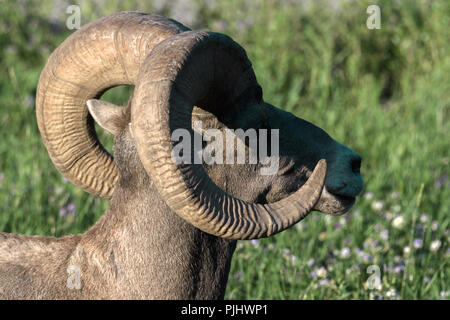 Bighorn sfiora al tramonto in Canada Foto Stock