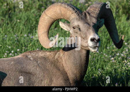 Bighorn sfiora al tramonto in Canada Foto Stock