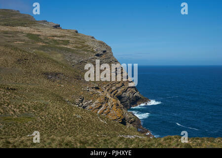 Nero-browed Albatross (Thalassarche melanophrys) rookery sulle scogliere di West Point Island nelle isole Falkland. Foto Stock