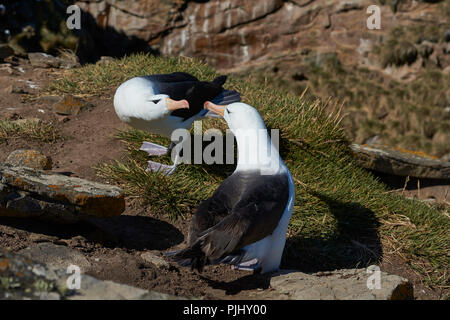 Coppia di black-browed Albatross (Thalassarche melanophrys) corteggiare sulle scogliere di West Point Island nelle isole Falkland. Foto Stock