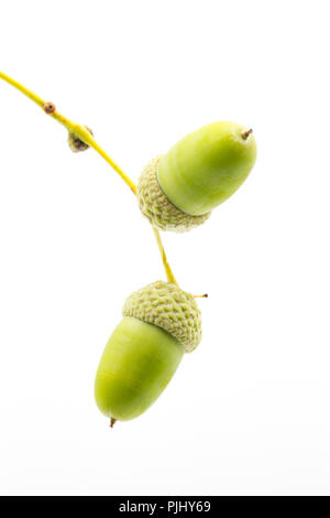 Acerbi Ghiande di quercia inglese, Quercus robur, fotografato su uno sfondo bianco. Nord Inghilterra Dorset Regno Unito GB Foto Stock