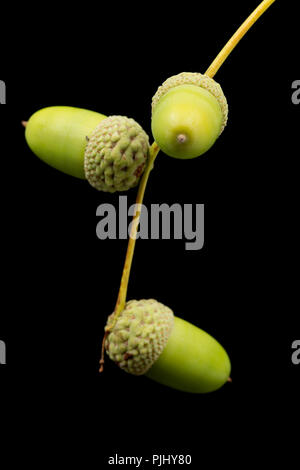 Acerbi Ghiande di quercia inglese, Quercus robur, fotografato su uno sfondo nero. Nord Inghilterra Dorset Regno Unito GB Foto Stock