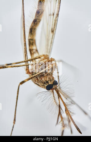 Close up macro immagine di una zanzara isolato Foto Stock