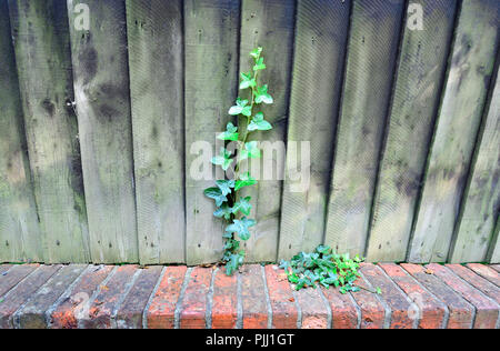 Ivy crescendo attraverso una recinzione di legno su un muro di mattoni. Villaggio allentati, Maidstone, Kent, Regno Unito. Foto Stock