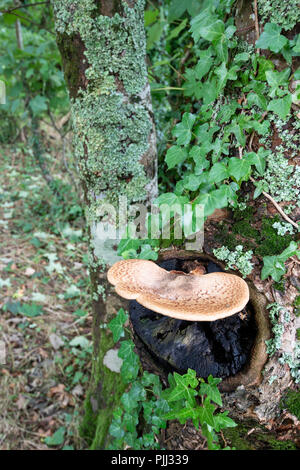 Dryad sella del fungo: Polyporus squamosus. Devon, Regno Unito. Foto Stock