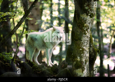 Arctic wolf in cattività a casa lupi, Riserva Naturale di Orlu, Ariège, Midi Pirenei, Francia Foto Stock