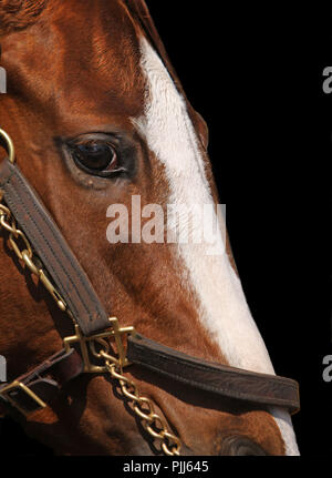 Close-up volto di purosangue con delle corse ippiche White blaze indossando briglia. Foto su sfondo nero; concentrarsi su cavalli occhio. Foto Stock
