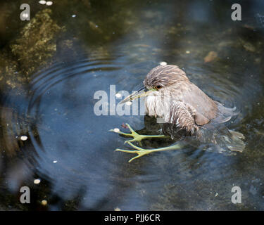 Immaturo Night-Heron Black-Crowned bird la balneazione visualizzazione di piume marrone piumaggio, becco, piedi, occhio nel suo ambiente e l'ambiente. Foto Stock