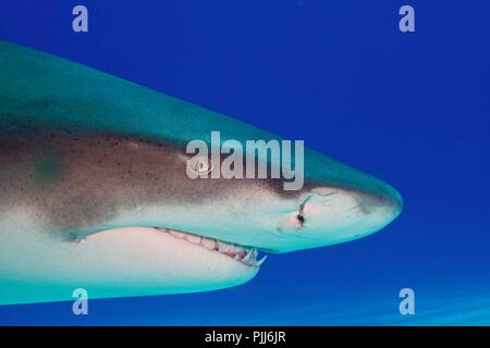 Radical closeup, Lo squalo limone, nel paradiso di squalo, Bahamas Foto Stock