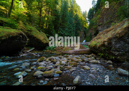 Escursioni a piedi lungo Tanner Creek a Wahclella cade nella Columbia River Gorge. Foto Stock