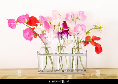 Lathyrus odoratus. Pisello dolce fiori in bottiglie di vetro. Foto Stock