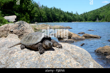 Snapping comune di tartaruga. Parco Nazionale di Acadia nel Maine, Stati Uniti d'America Foto Stock