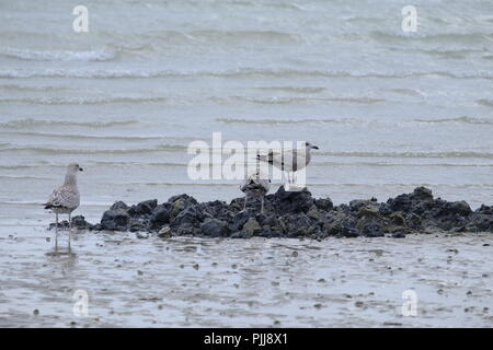 Nuova politica europea di gabbiani reali foraggio per il cibo in appena scavato sabbia sulla spiaggia con la bassa marea. East Preston, West Sussex, Regno Unito Foto Stock
