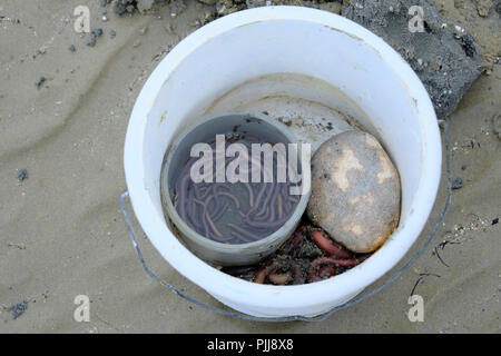 Benna di appena scavato Lugworms. La pietra è di mantenere la benna stabile di fronte alla forte brezza di mare Foto Stock