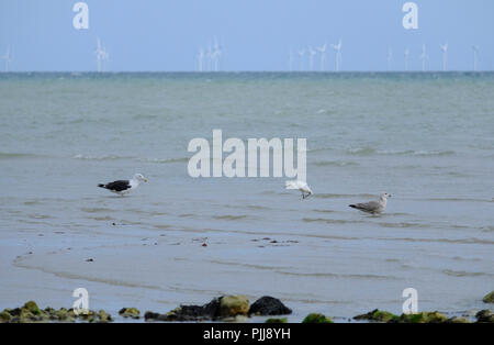 Grande Black Backed Gull con la sua nuova fledged chick a fianco di una Garzetta rovistando nei fondali bassi a bassa marea a East Preston Beach, West Sussex, Foto Stock