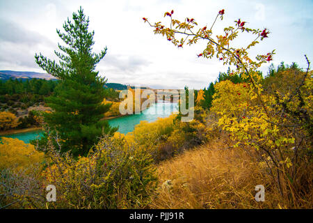 Emerald blue river, Clutha River, vicino a Wanaka, Nuova Zelanda, paesaggio autunnale con rosa canina frutti, alberi di pino, fiume e colorato alberi e cespugli Foto Stock