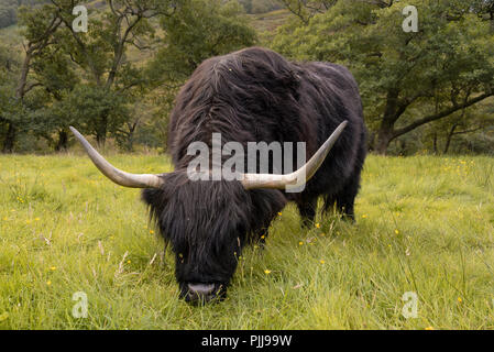 Scottish lungo cappotto Highland bovini in Fort William vicino a Ben Nevis, Scotland, Regno Unito Foto Stock