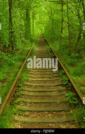 Tunnel naturale formata da alberi in Ucraina, Klevan è chiamato il tunnel di amore Foto Stock