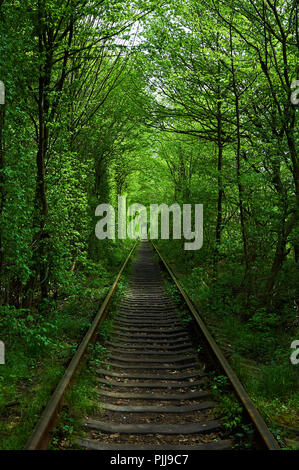 Tunnel naturale formata da alberi in Ucraina, Klevan è chiamato il tunnel di amore Foto Stock