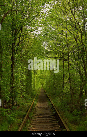 Tunnel naturale formata da alberi in Ucraina, Klevan è chiamato il tunnel di amore Foto Stock