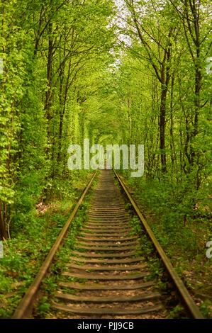 Tunnel naturale formata da alberi in Ucraina, Klevan è chiamato il tunnel di amore Foto Stock