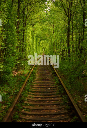 Tunnel naturale formata da alberi in Ucraina, Klevan è chiamato il tunnel di amore Foto Stock