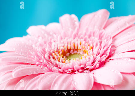 Close up immagine bicromatica del singolo pink gerbera germini fllower coperto di goccioline di acqua contro un pastello blu sullo sfondo Foto Stock