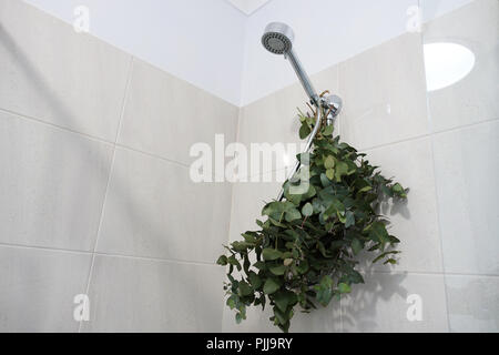 Eucalyptus gunnii bouquet nella doccia Foto Stock