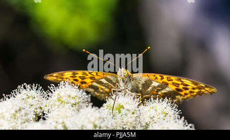 Feding butterfly inferiore. Goutweed fiore. Argynnis paphia. Aaegopodium podagraria. Argento-lavato fritillary close-up. Ali, antenne, proboscide. Foto Stock