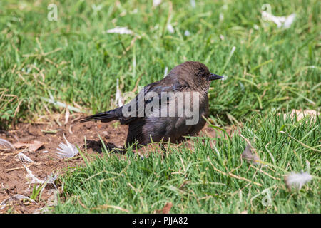 I capretti Brewer's Blackbird - Euphagus cyanocephalus Foto Stock