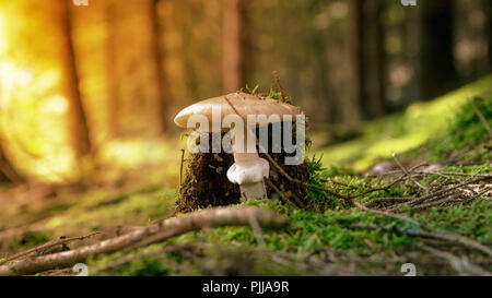 Un grande fungo chiamato russet cresce nella foresta e ci sono molti piccoli rami su di esso Foto Stock