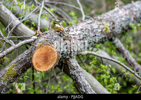 Appena tagliato con la motosega tree log marrone durante la pulizia dei boschi di montagna Rhodope, Bulgaria. Età della struttura potrebbe essere visto dal registro di conteggio cerchi a L Foto Stock